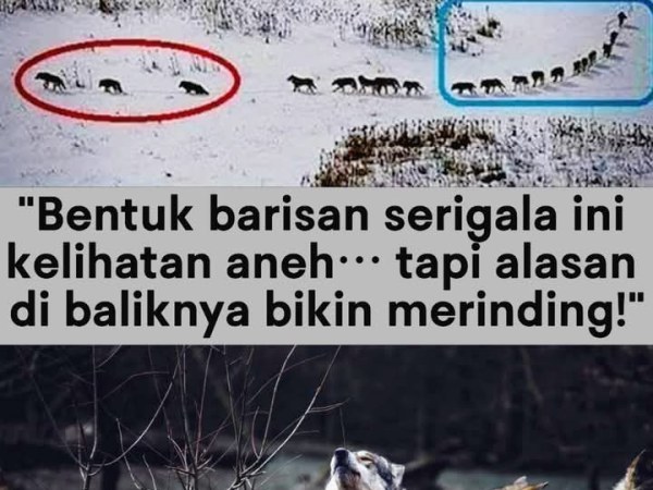 Kepemimpinan Sejati di Papua: Belajar dari Serigala yang Berjalan Paling&nbsp;Belakang